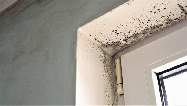 Best Asbestos and Lead Testing During Mold Inspection  in San Buenaventura, CA