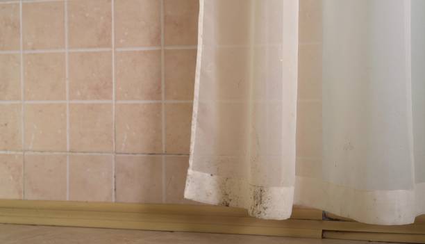  San Buenaventura, CA Mold Removal Pros