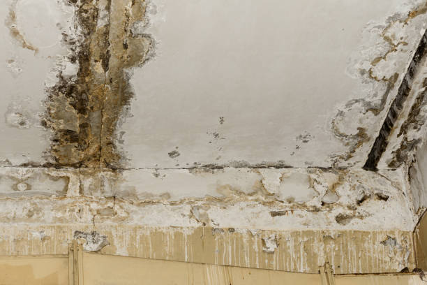 Best Post-Remediation Verification Testing  in San Buenaventura, CA