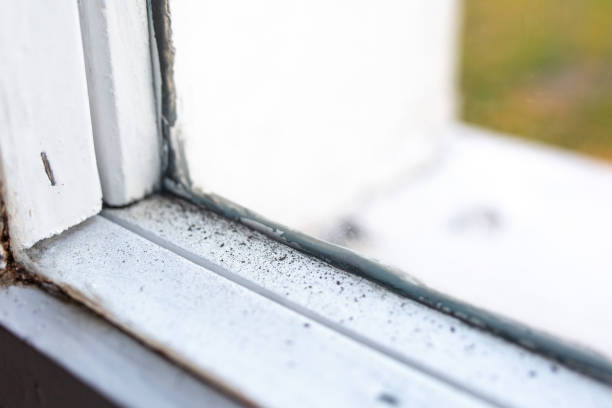 Best Mold Damage Restoration  in San Buenaventura, CA