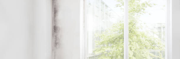 Best Industrial Mold Remediation  in San Buenaventura, CA