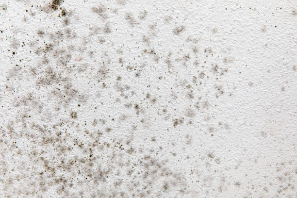 Trusted San Buenaventura, CA Mold Removal Experts